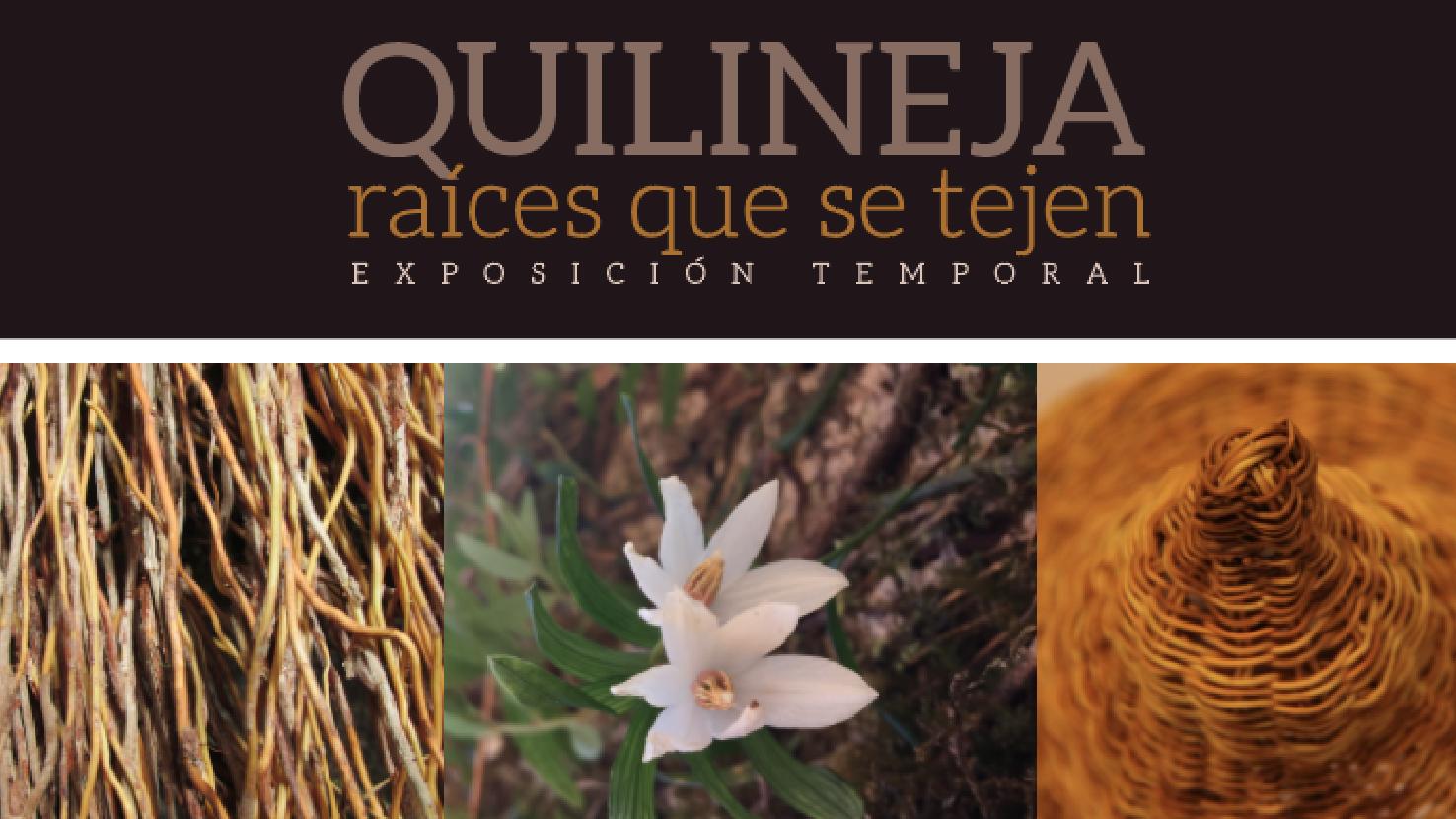 Quilineja: raíces que se tejen