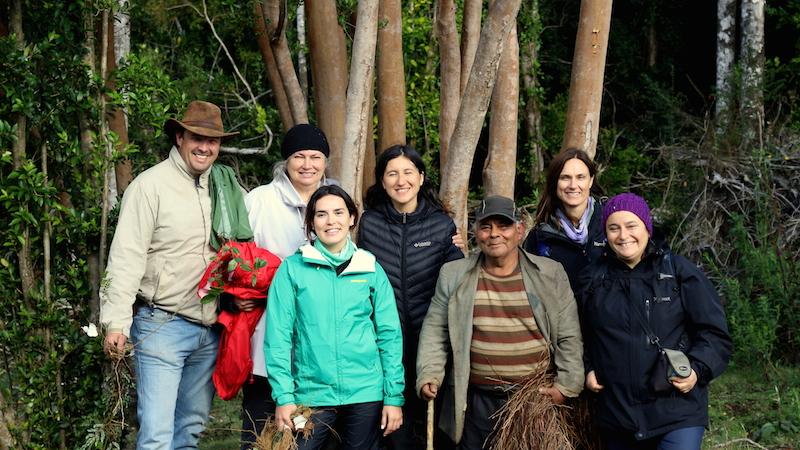 Recolección de quilineja en Llanco (Ancud). En la imagen, profesionales del Instituto Forestal (INFOR) y el Museo Regional de Ancud, junto a Clodomiro Marilican Lindsay. (Autor: David Núñez. 12/03/2018) 